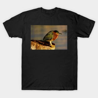 Guatemala - Lago Atitlan, Oiseau T-Shirt